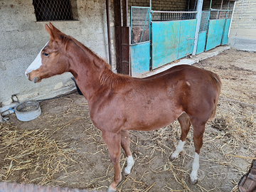 Cavalla quarter horse