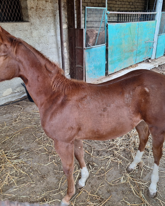 Cavalla quarter horse