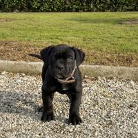 Cane corso cucciolo femmine