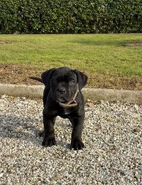 Cane corso cucciolo femmine