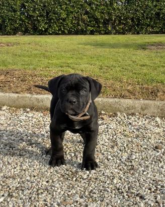 Cane corso cucciolo femmine