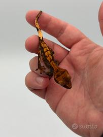 Gechi Ciliatus