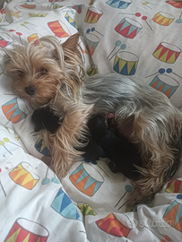 Cucciolo Morkie