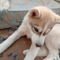 Siberian huski