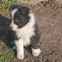 Cuccioli border collie