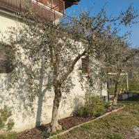 Piante di olivo 