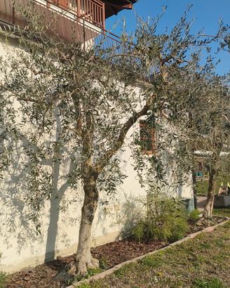 Piante di olivo 