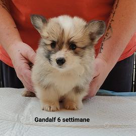 Welsh Corgi Pembroke cucciolo 