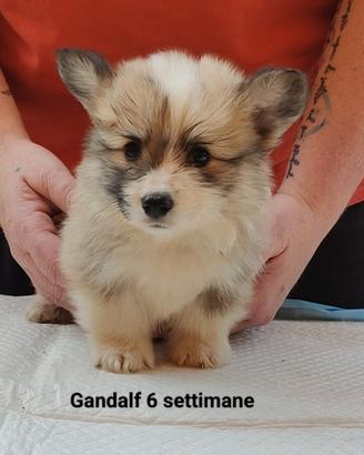 Welsh Corgi Pembroke cucciolo 