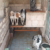 Cani setter maschi e femmine