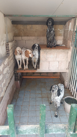 Cani setter maschi e femmine