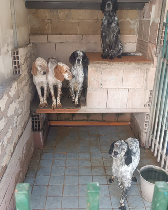 Cani setter maschi e femmine