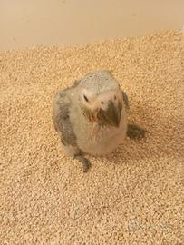 Cenerini allevati a mano