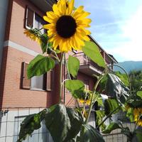 Semi di Girasoli