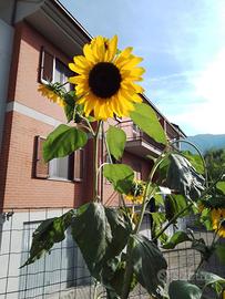 Semi di Girasoli