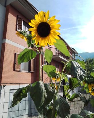 Semi di Girasoli