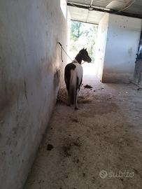 Pony