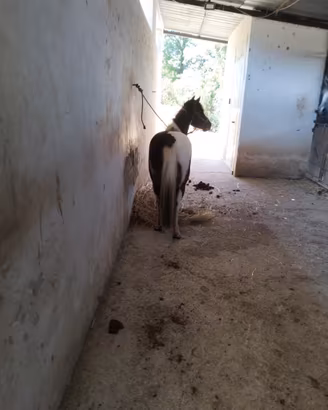 Pony