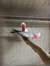 cacatua-roseicapilla-ed-altri-pappagalli