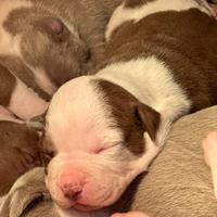 Cuccioli pitbull