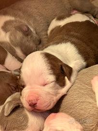 Cuccioli pitbull