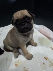 Cucciolo di carlino