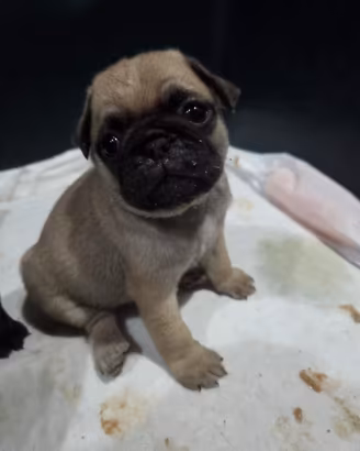 Cucciolo di carlino