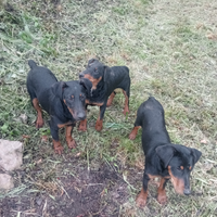 Jagd terrier