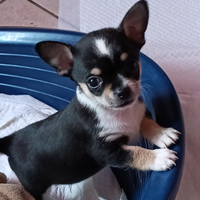 Cuccioli chihuahua