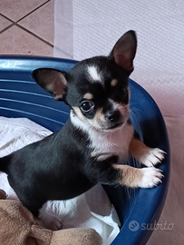 Cuccioli chihuahua