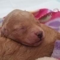 Cuccioli barboncino red con pedigree