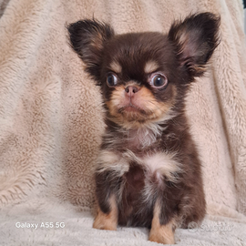 Chihuahua meraviglioso