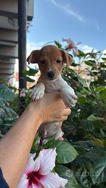 Jack Russell cuccioli