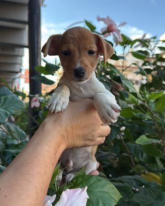 Jack Russell cuccioli