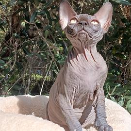 sphynx cucciolo pedigree Anfi 