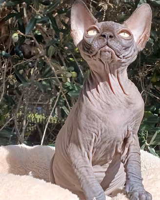 sphynx cucciolo pedigree Anfi 