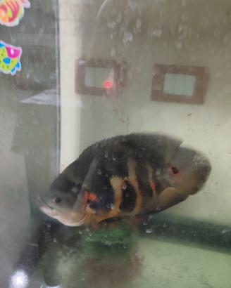 pesce oscar