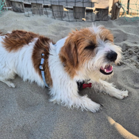 Jack russel maschio