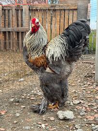 Galline Brahma