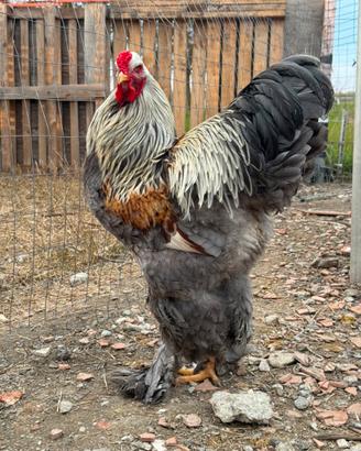 Galline Brahma