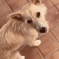 Cane podenco portoghese