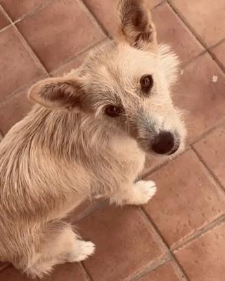 Cane podenco portoghese