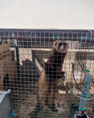 Furetto giovane