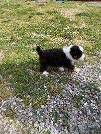 Cuccioli incrocio Border-Australian
