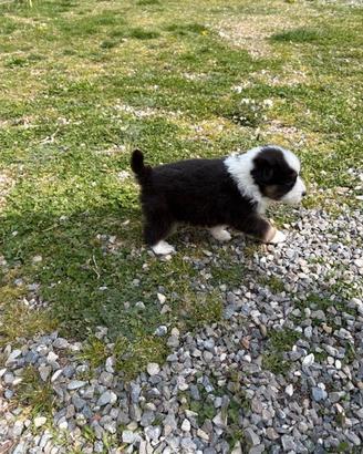 Cuccioli incrocio Border-Australian