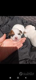 Jack russel