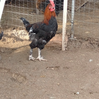 Gallo Marans
