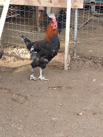 Gallo Marans