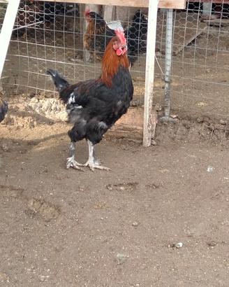 Gallo Marans