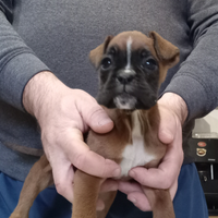 Splendida cucciola di boxer